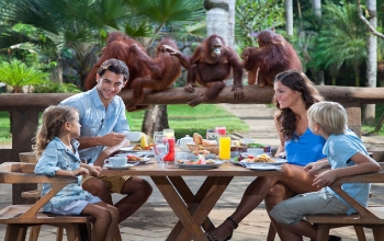 Breakfast With Orangutan Bali Zoo