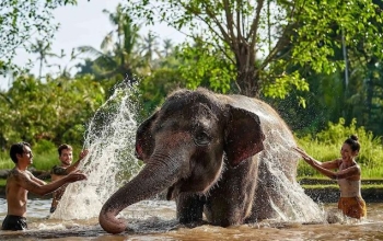Elephant Mud Fun Bali Zoo