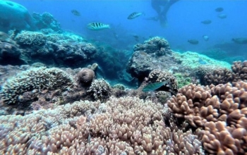 Bali Snorkeling Tours