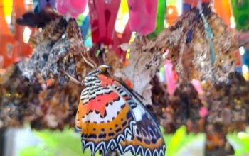 Kemenuh Butterfly Park Bali Tour